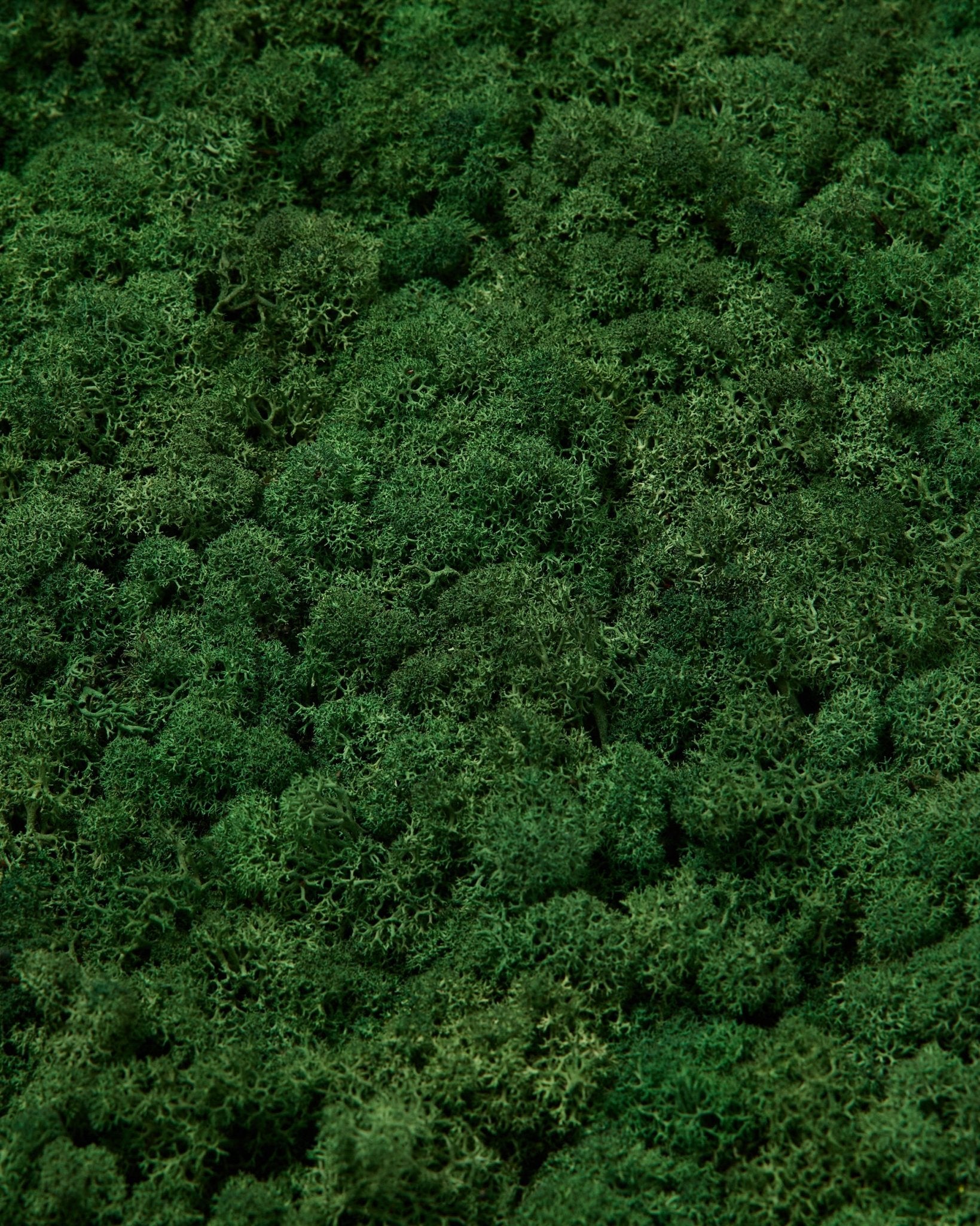 L’échantillon WoodUpp Moss en Moss Green présente une surface verte dense et vibrante, avec une texture riche et des motifs naturels irréguliers, pour des panneaux acoustiques nordiques.