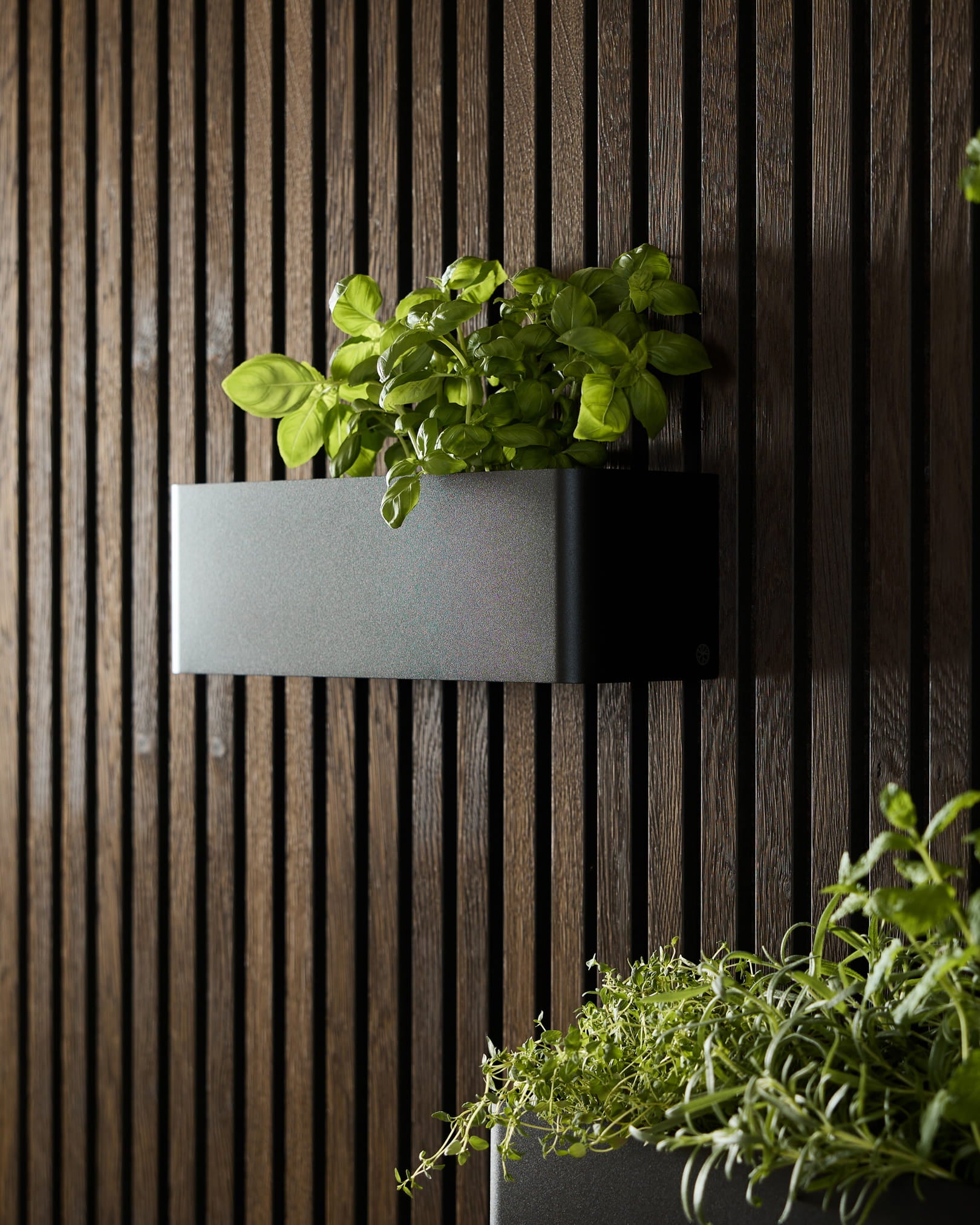 Un Plant Box WoodUpp Norr black (35.9 cm) avec du basilic vert, placé sur un panneau acoustique foncé à lattes, à côté d’une autre jardinière avec des légumes-feuilles.